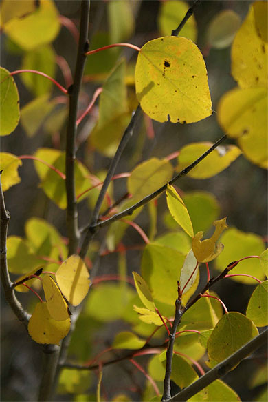 Couleur d'automne