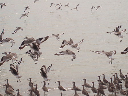 Oiseaux sur la gr�ve