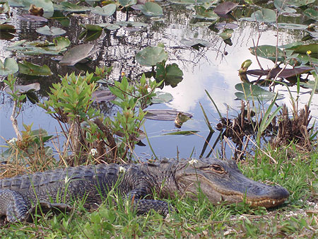 Alligator