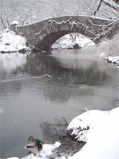Central Park sous la neige