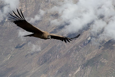 Majestueux condor