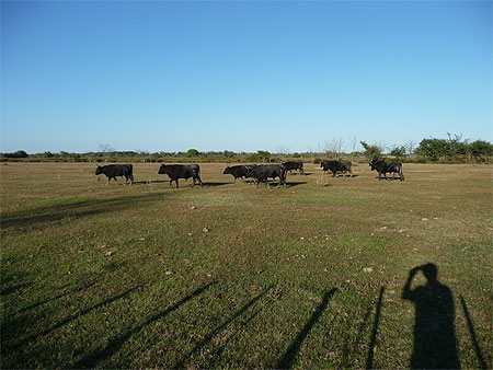 Camargue