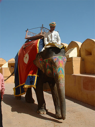Abraha et L'éléphant dans ELEPHANT pt61412
