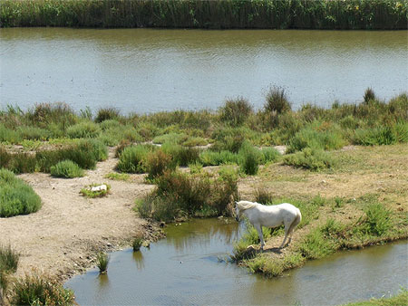 Aigues mortes