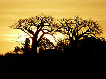 Coucher de soleil sur les Baobabs
