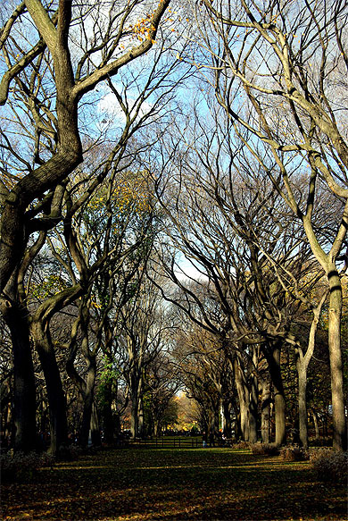 Central Park