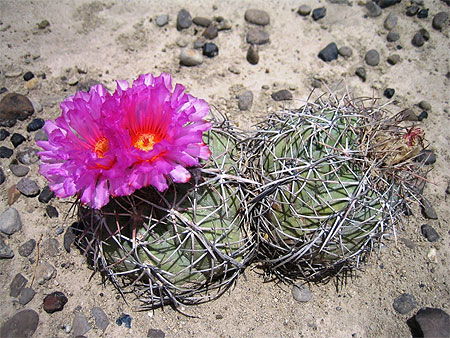 Fleur du d�sert de Big Bend