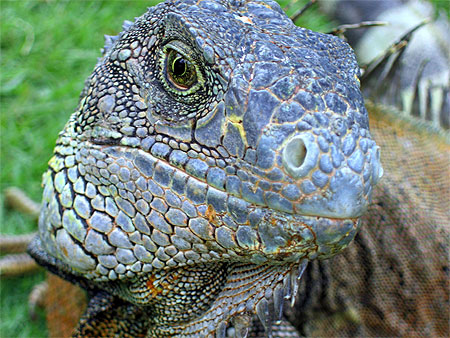 Iguane en libert� dans un parc � Guayaquil