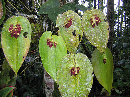 Orchid�es de la for�t Amazonienne