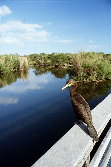 Everglades Bird