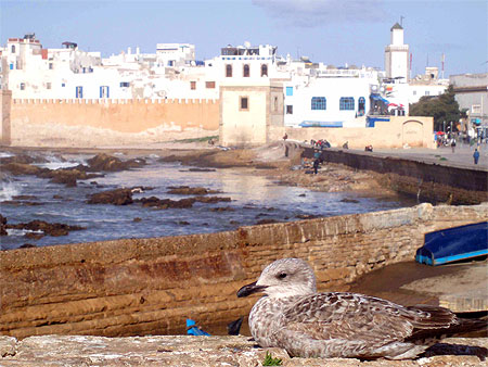 Mouette devant la ville