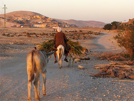 Paysan dans le d�sert