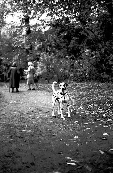 Chien au parc
