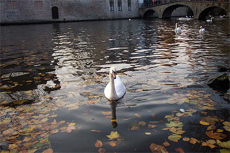 Cygne