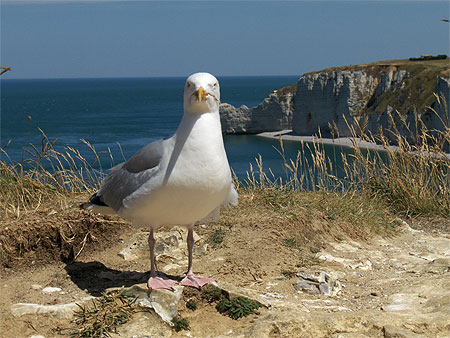 Mouette d'Etretat