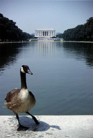 Un Canard � Washington