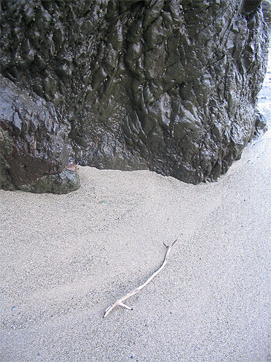 Nature morte