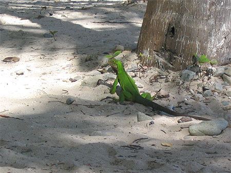 Iguane