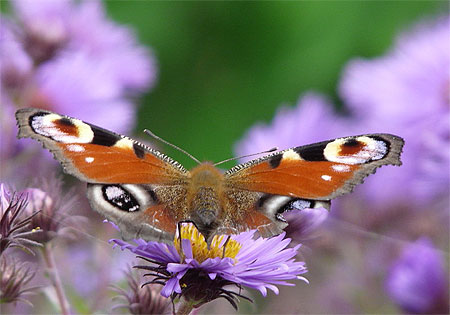 L'aster et le papillon