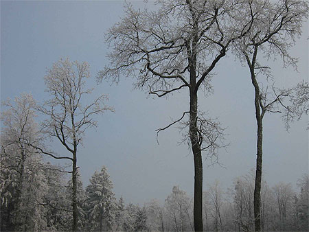 Winter