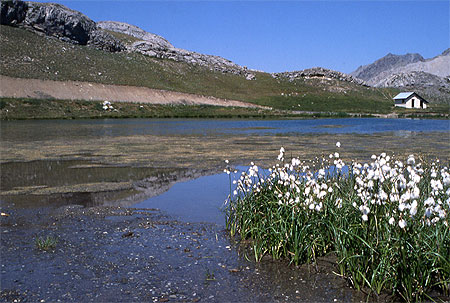 Linaigrette sur le lac