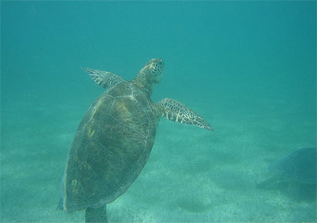 Tortue verte