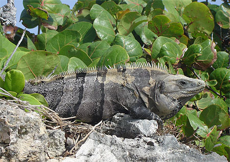 Iguane au soleil