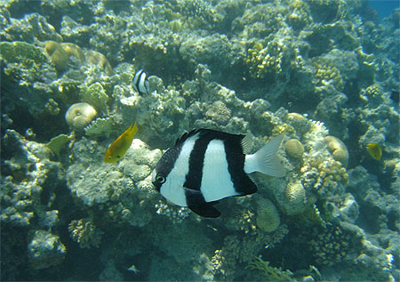 Poissons en mer rouge
