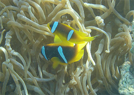 Poissons en mer rouge