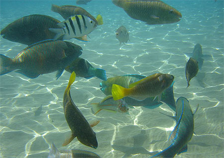 Poissons en mer rouge