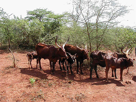 Troupeau dans l'akagera