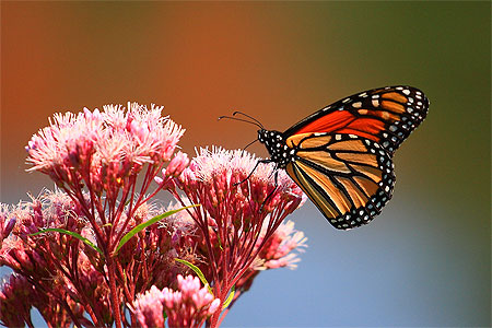 Papillon