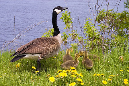 Familles d'outardes