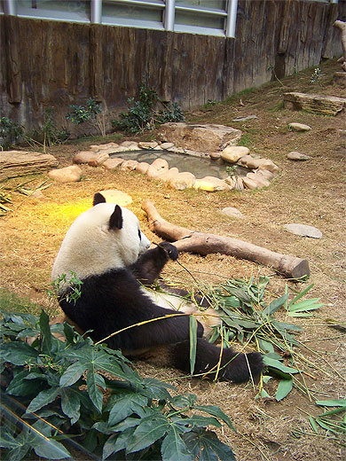 Panda