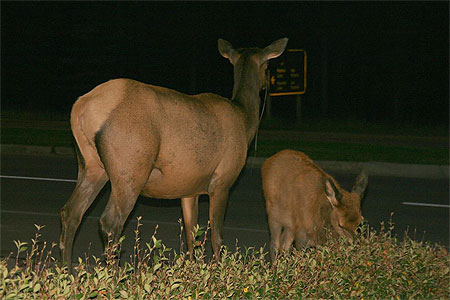 Wapitis en pleine ville de Jasper