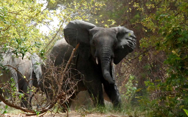 El�phant � Boromo