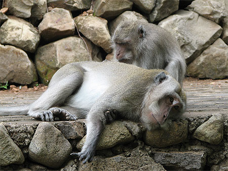 Deux macaques � longue queue en plein toilettage