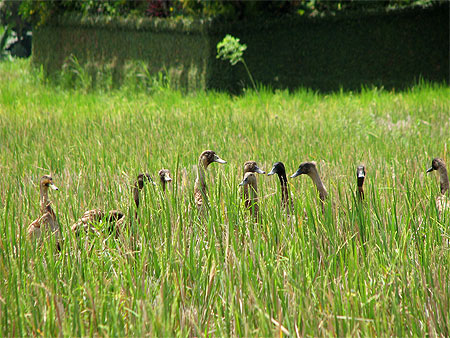 Bande de canards dans les rizi�res (Ubud)