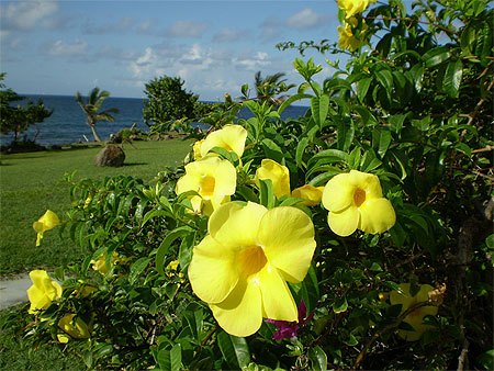 Buisson � fleurs