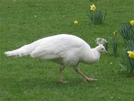 Paon blanc