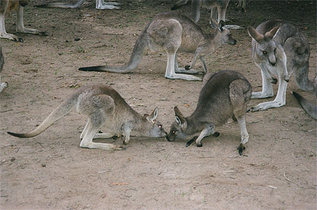 Kangourous