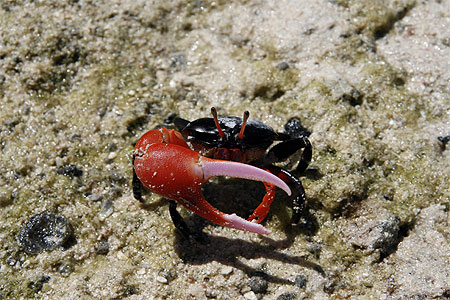 Crabe violoniste
