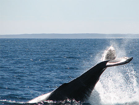 Baleine � bosse