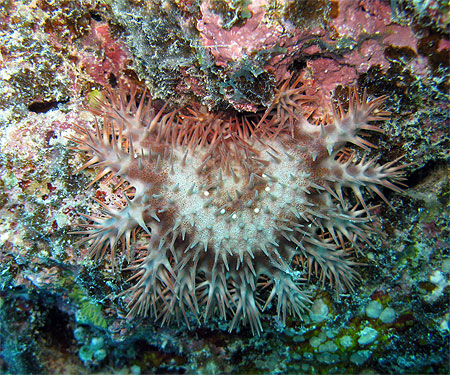 Acanthaster