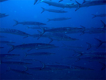 Barracudas en promenade
