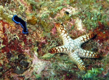 Ver plat et �toile de mer