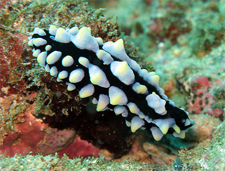 Joli nudibranche