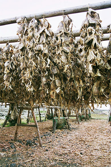 Poissons s�ch�s
