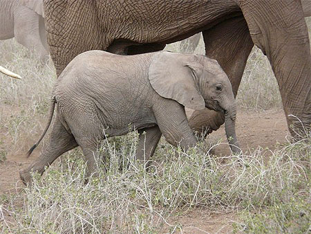 B�b� �l�phant