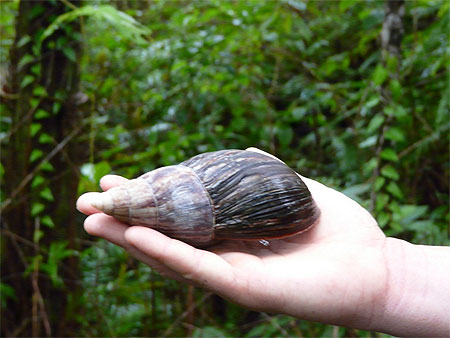 Escargot r�unionais